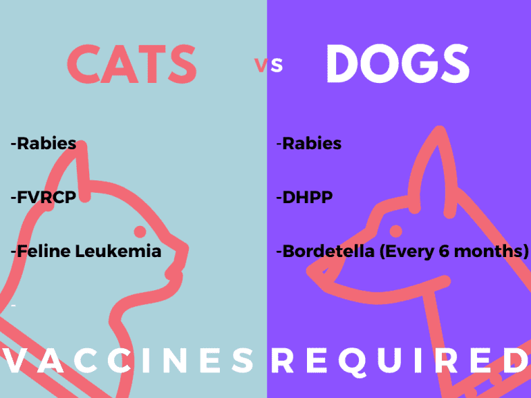 F.A.Q. Carolina Cat and Canine